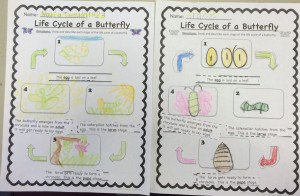 Life Cycle of a Butterfly by Grace P. and Nadia T.