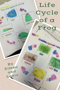 Life Cycle of a Frog by Eileen and Leala