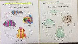 Life Cycle of a Frog by Robby M. and Sidney A.
