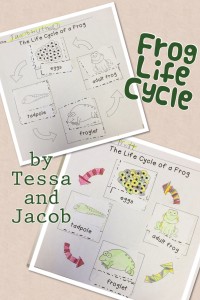 Life Cycle of a Frog by Tessa and Jacob
